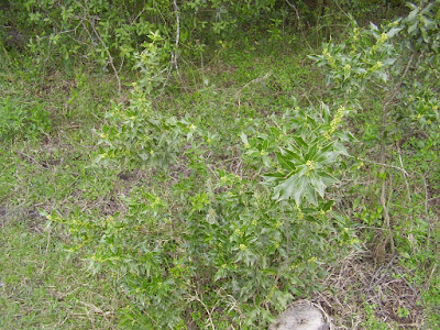 Maytenus ilicifolia