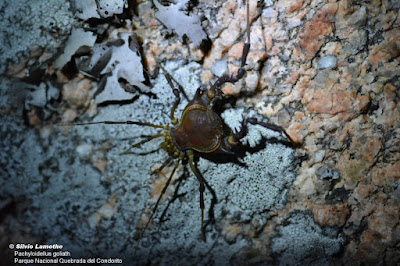 Chichina (Pachyloidellus goliath)