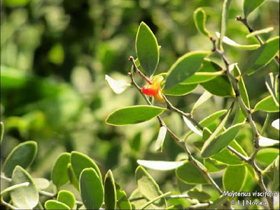 Maytenus viscifolia