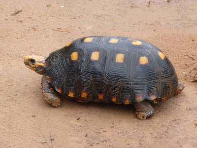 Chelonoidis carbonaria Tortuga de patas rojas Chelonoidis carbonaria