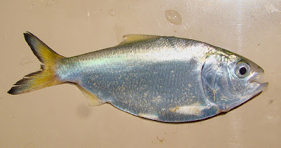 Lacha Brevoortia aurea