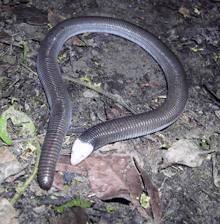 Lagarto ciego cabeza blanca (Amphisbaena bolivica)