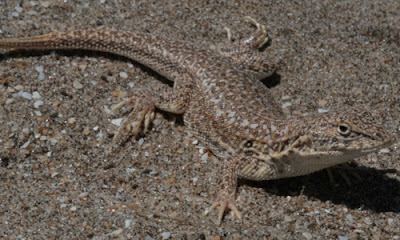 Lagartija de las dunas Lagartija de las dunas Liolaemus multimaculatus