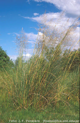 flora de los campos y malezales
