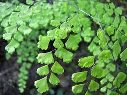 Adiantum raddianum