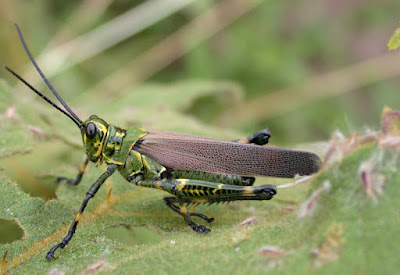 Tucura rayada (Chromacris speciosa)