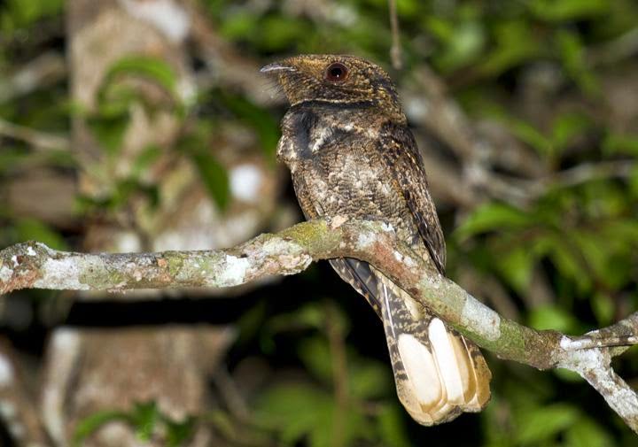 Rufous nightjar