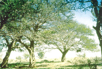 Caldén Prosopis caldenia
