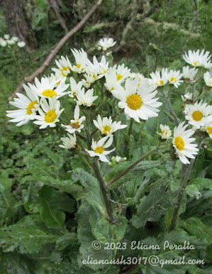 Hoja de paco (Senecio smithii)