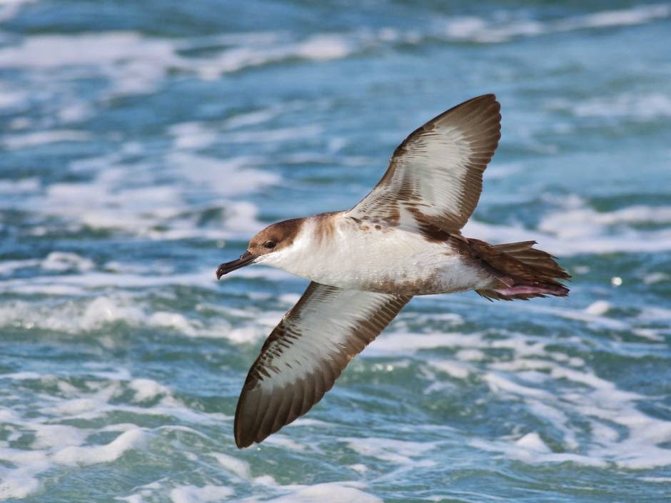 argentinian marine birds Pardela cabeza negra