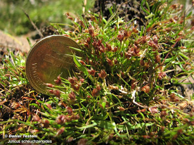 Junco (Juncus scheuchzerioides)