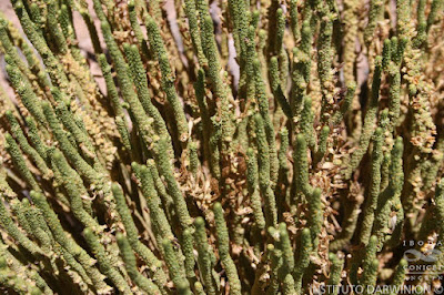 Fabiana bryoides