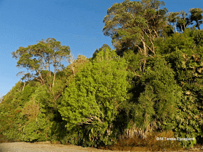 arboles de la patagonia