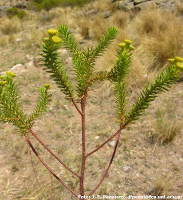 Romerillo (Baccharis aliena)