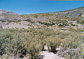 Cuerno de cabra (Adesmia obovata)