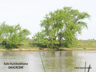 Sauce criollo Salix humbodtiana