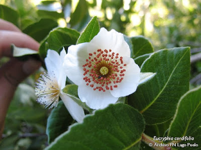 Eucryphia cordifolia