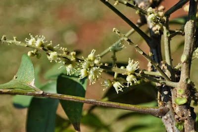 flores de Palo jabón (Sapindus saponaria)