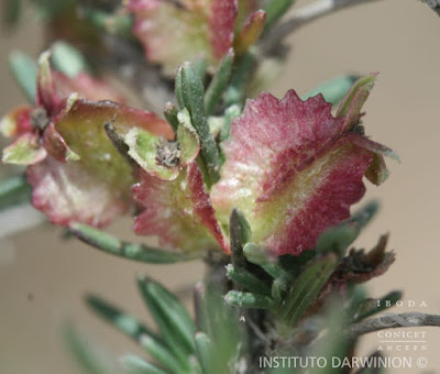 Canjia (Tetraglochin cristata)