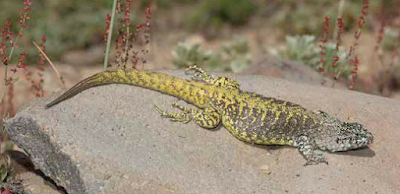 Lagarto amarillo negruzco (Liolaemus flavipiceus)