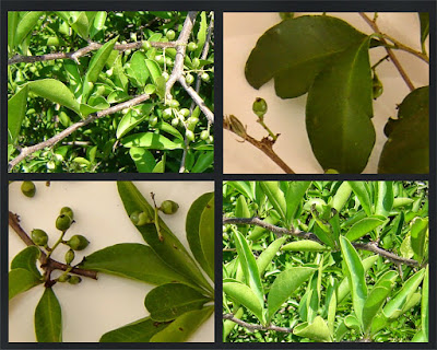 Achatocarpus praecox