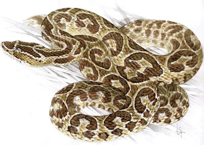 Yarará Bothrops alternatus