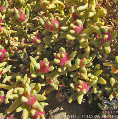 Verdolaga (Halophytum ameghinoi)