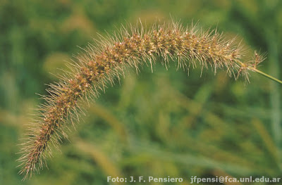Avena de monte (Setaria lachnea)