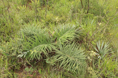 Allagoptera campestris