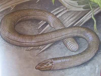 Lagarto ciego chaqueño Cercolophia borellii