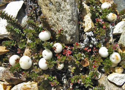 Chaura chica (Gaultheria pumila)