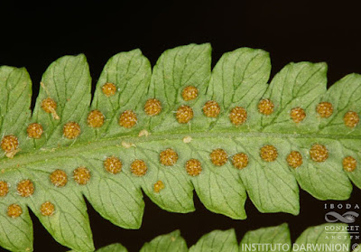 Cachi bravo de los bañados (Cyathea atrovirens)
