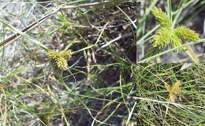 Cyperus aggregatus