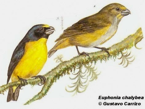 Green throated Euphonia