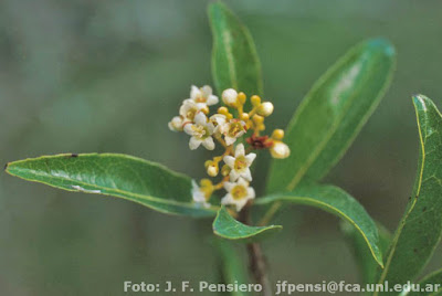 flores de guayabi blanco