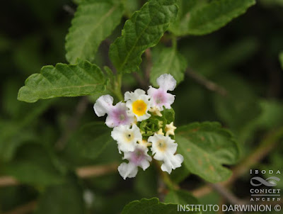 flor de Lantana tilcarensis