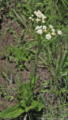Holocheilus illustris