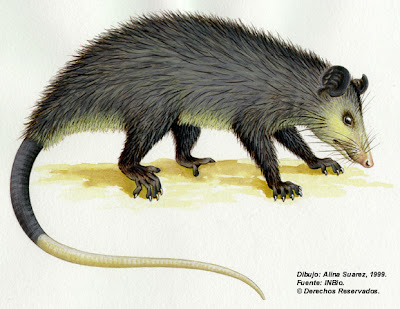 Zorro pelón Didelphis marsupialis