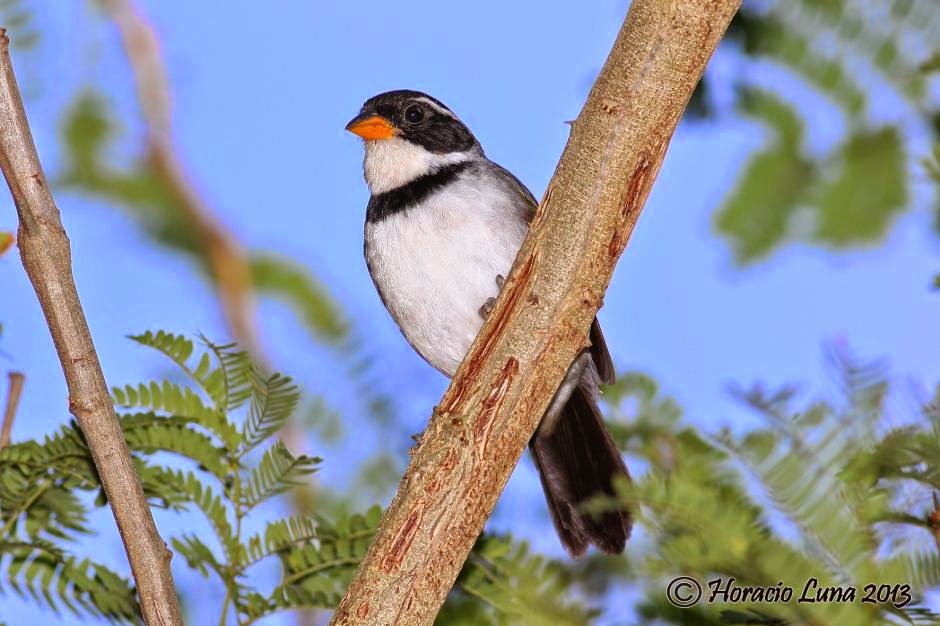 Cerquero de collar, Arremon flavirostris
