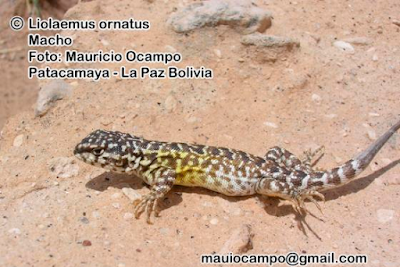 Lagartija ocelada (Liolaemus ornatus)