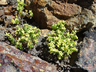 Soconcho (Galium richardianum)
