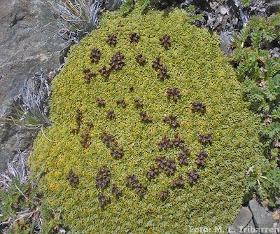 Gomero de piedra (Bolax gummifera)
