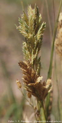 Pelo de chancho (Distichlis spicata)