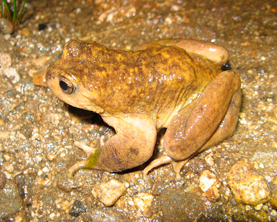 Sapo andino pehuenche (Alsodes pehuenche)