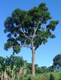 arboles de Misiones Cedro misionero Cedrela fissilis