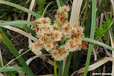 Scirpus giganteus