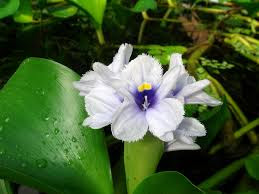 Pontederia azurea