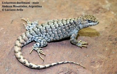 Lagartija panza gris (Liolaemus duellmani)