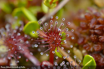 Violetilla de los pantanos (Drosera uniflora)