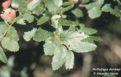 arboles argentinos Coihue Nothofagus dombeyi